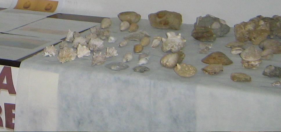 Festa erbe palustri (+ mostra fossili)